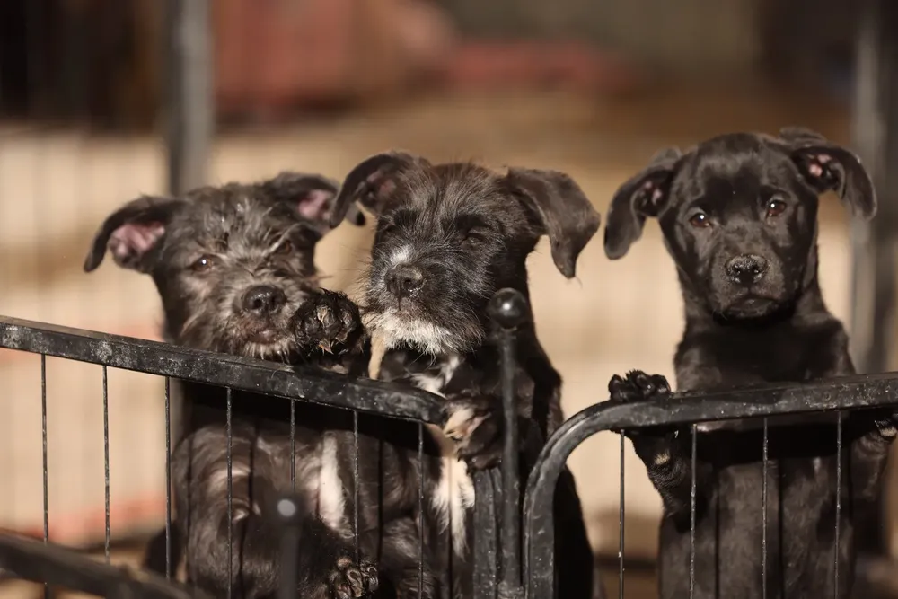 69556225b59c1__69556225b59c2